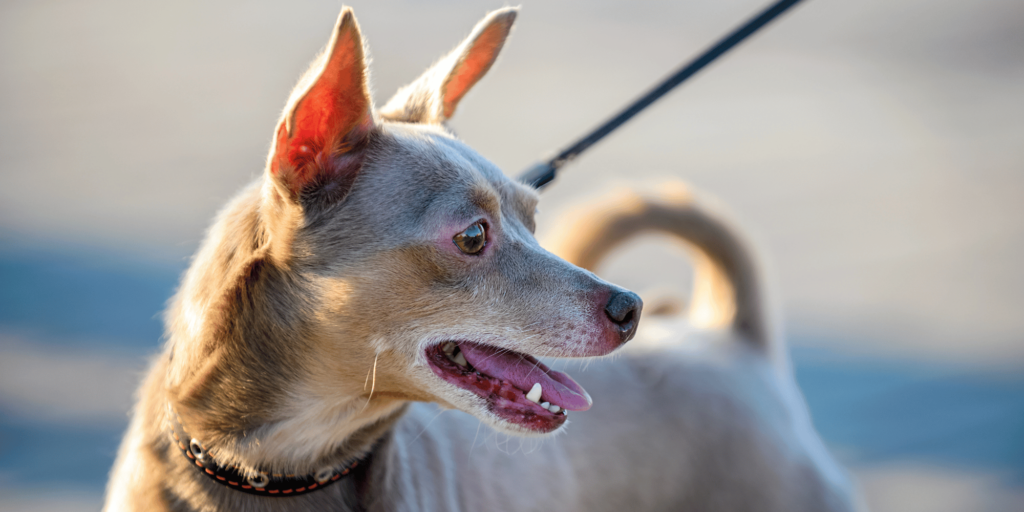 Ein English Toy Terrier