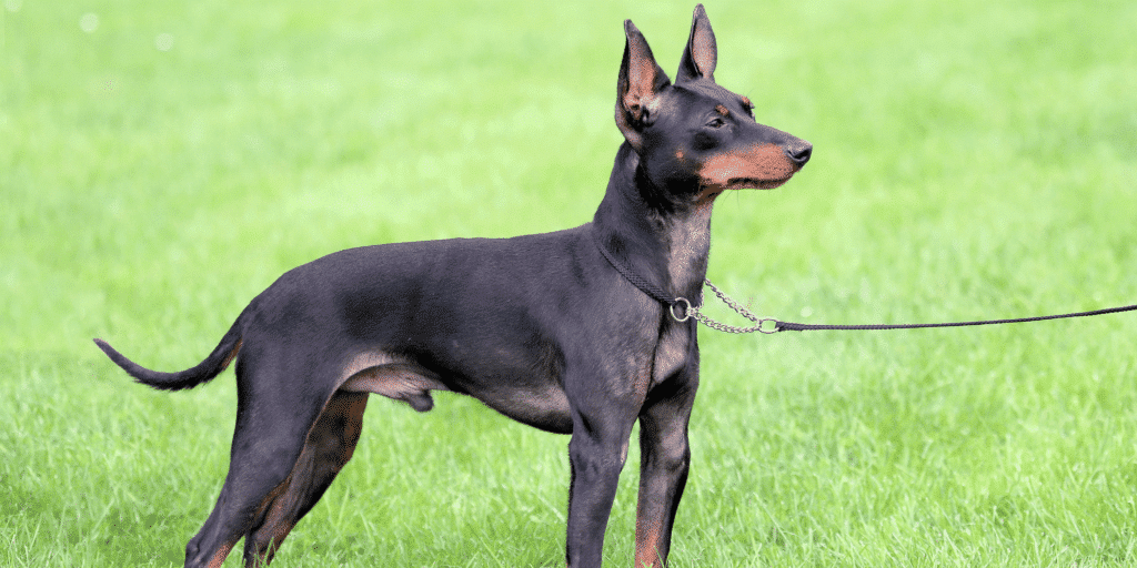 Ein English Toy Terrier auf einer Wiese