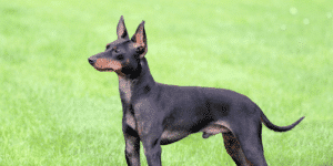 Ein English Toy Terrier auf einer Wiese