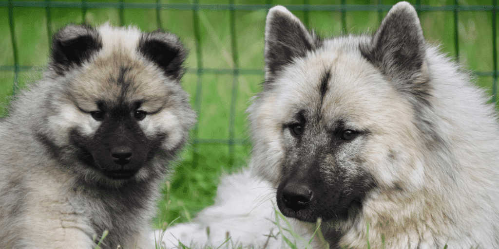 Zwei Eurasier