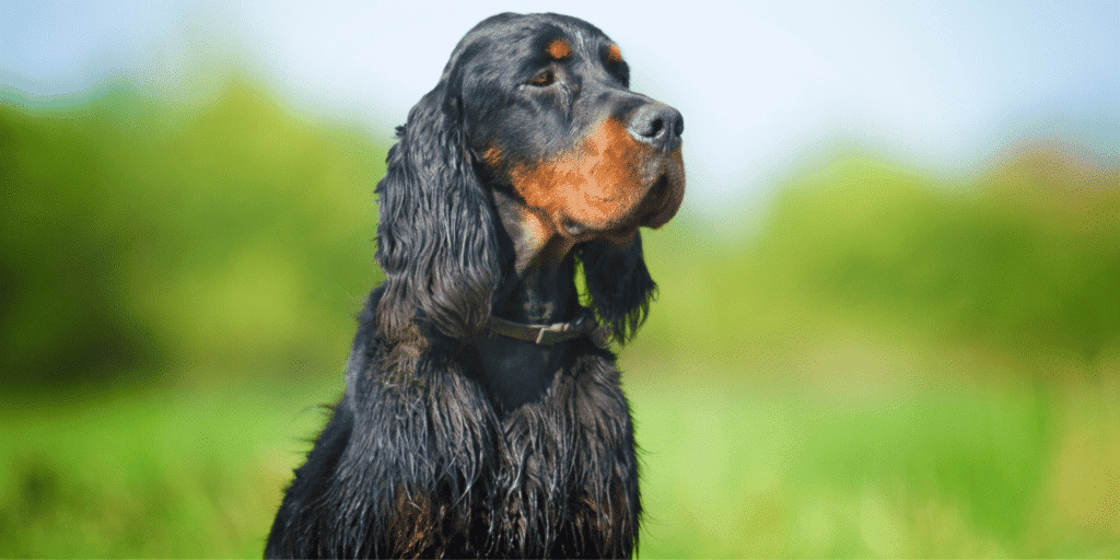 Ein Gordon Setter