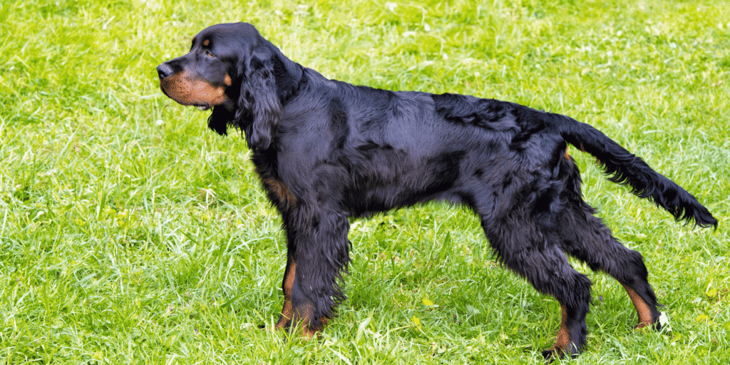 Ein Gordon Setter auf einer Wiese