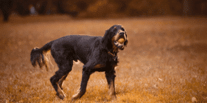 Ein Gordon Setter