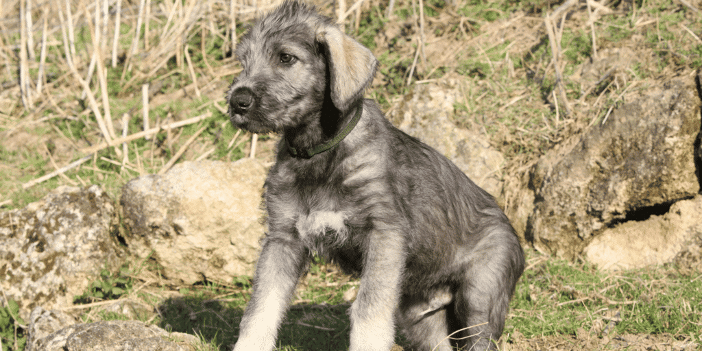 Ein junger Irischer Wolfshund