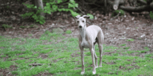 Ein Italian Greyhound auf einer Wiese