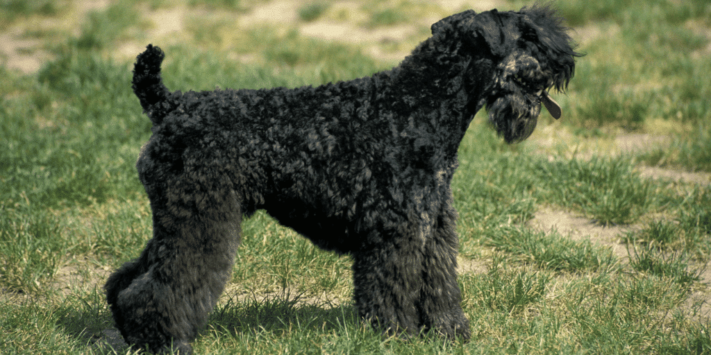 Ein Kerry Blue Terrier auf einer Wiese