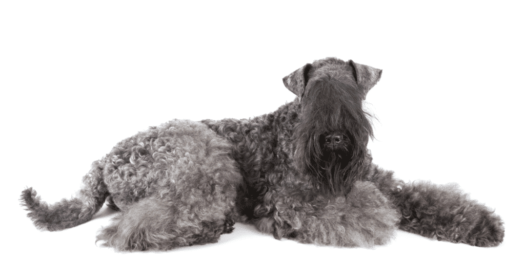 Ein Kerry Blue Terrier