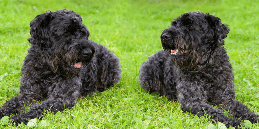 Zwei Kerry Blue Terrier