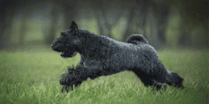 Ein Kerry Blue Terrier auf einer Wiese