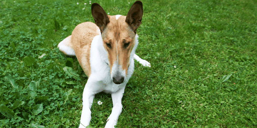 Ein Kurzhaarcollie