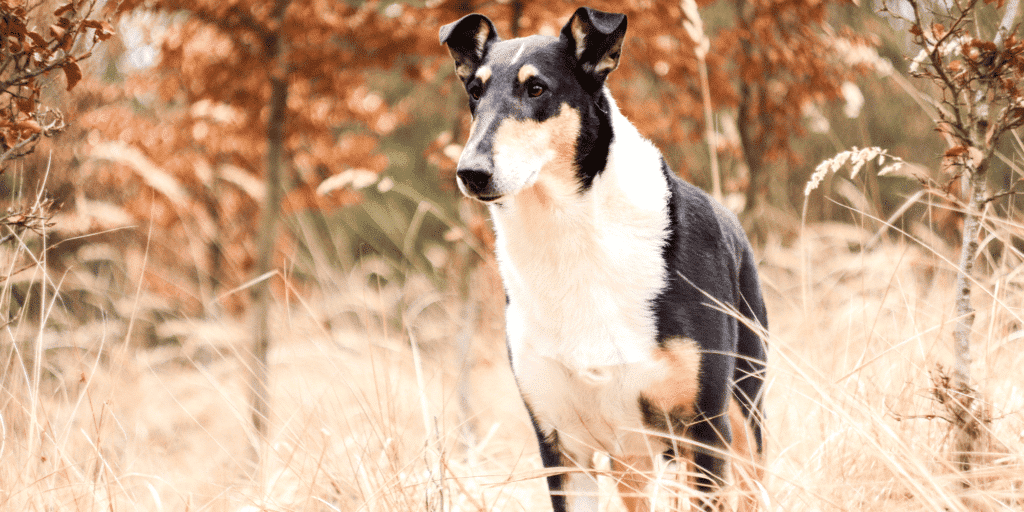 Ein Kurzhaarcollie