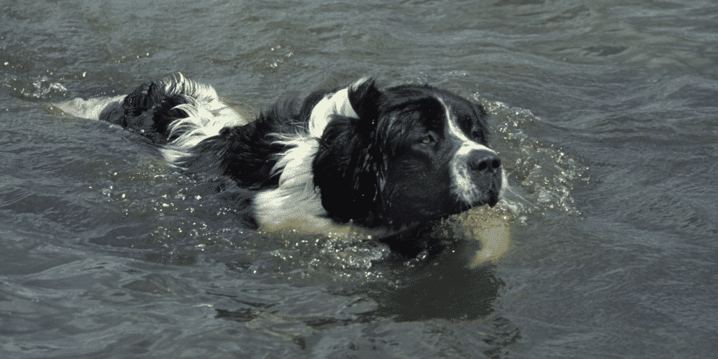 Ein Landseer im Wasser