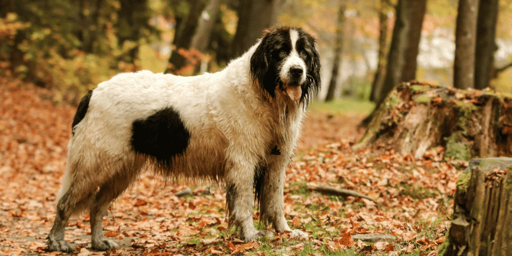 Ein Landseer im Wald