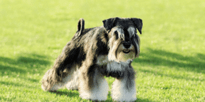 Ein Mittelschnauzer auf einer Wiese