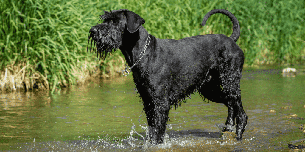 Ein Riesenschnauzer im Wasser