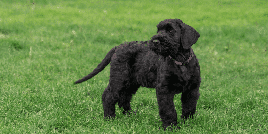 Ein junger Riesenschnauzer auf einer Wiese