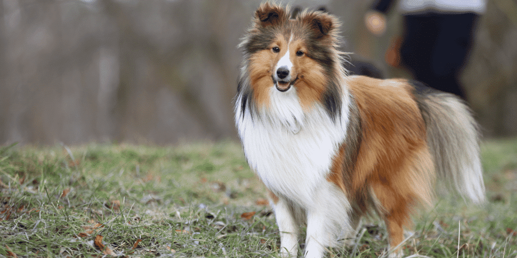 Ein Shetland Sheepdog