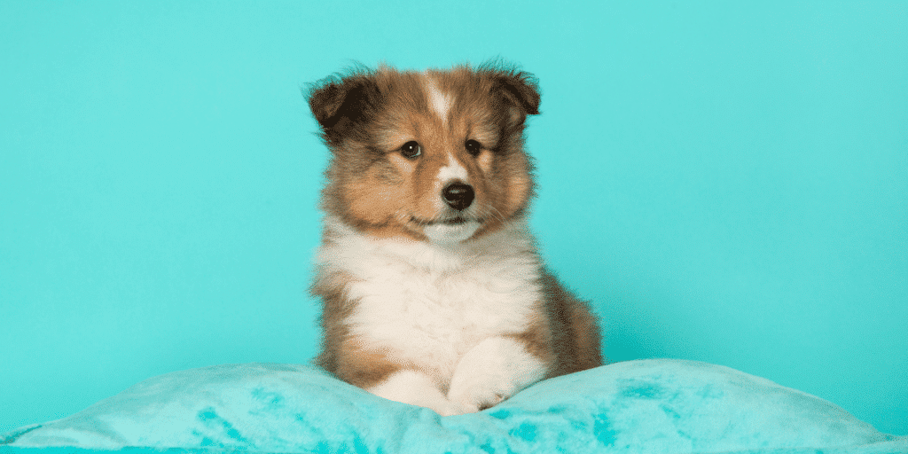 Ein Shetland Sheepdog Welpe