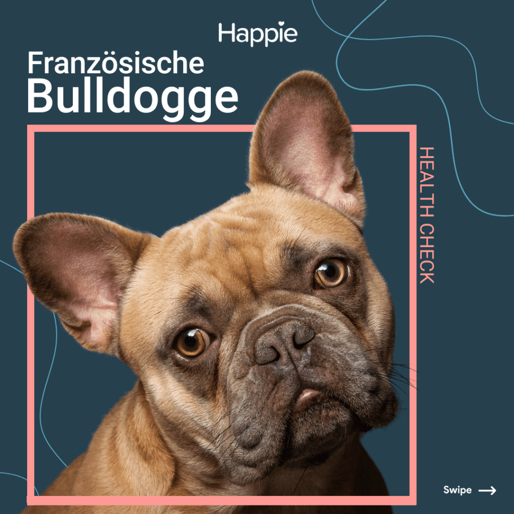 Französische Bulldogge Header Rassenporträt Rasse Aussehen Hunderasse