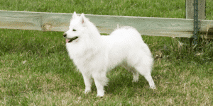 Ein Alaskan Eskimo Dog auf einer Wiese