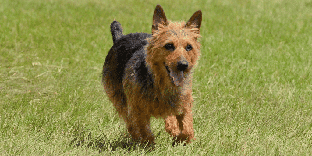 Ein Australian Terrier