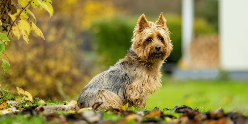 Ein Australian Terrier