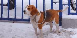 Ein Beagle Harrier