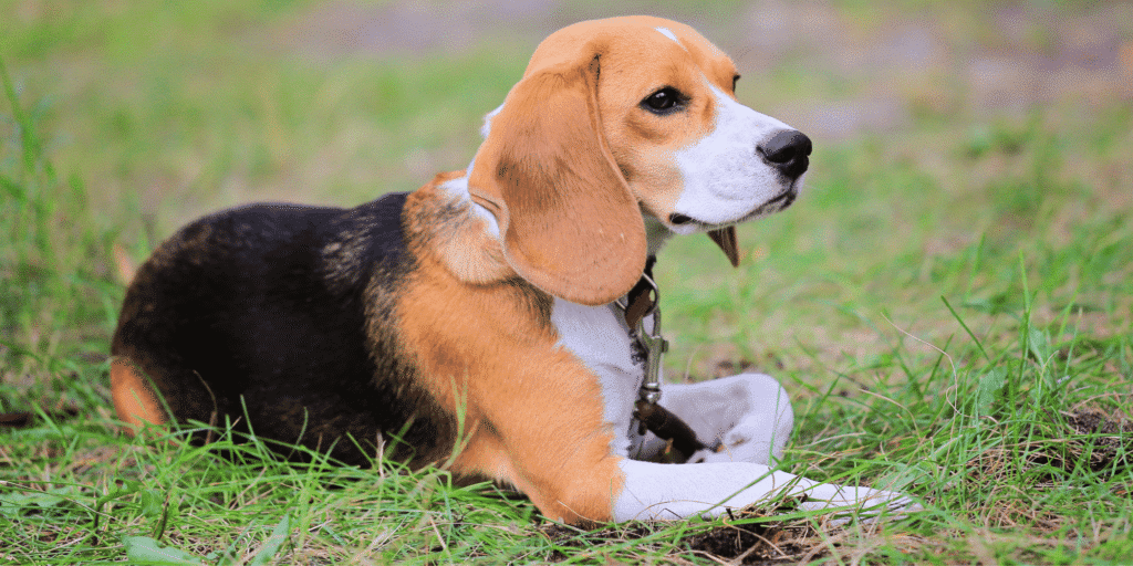 Ein Beagle Harrier im Gras