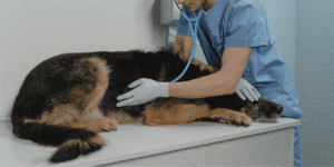 Ein Hund beim Tierarzt