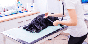 Ein Hund beim Tierarzt