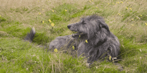 Ein Deerhound