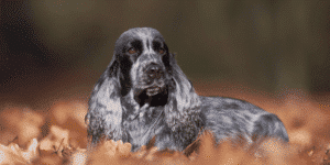 Ein English Cocker Spaniel