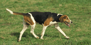 Ein English Foxhound auf einer Wiese