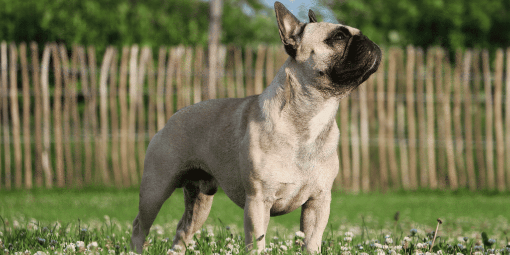 Eine Französische Bulldogge