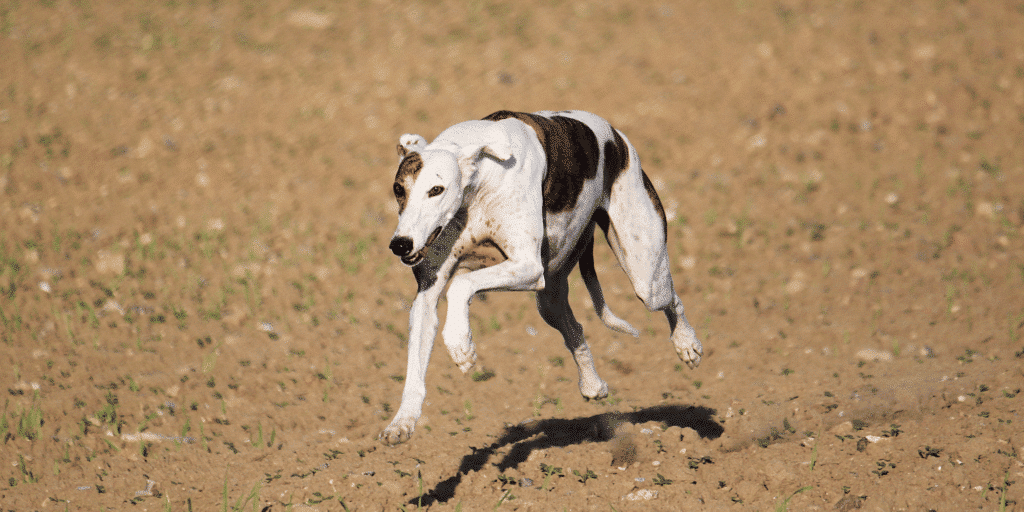 Ein Galgo Espanol