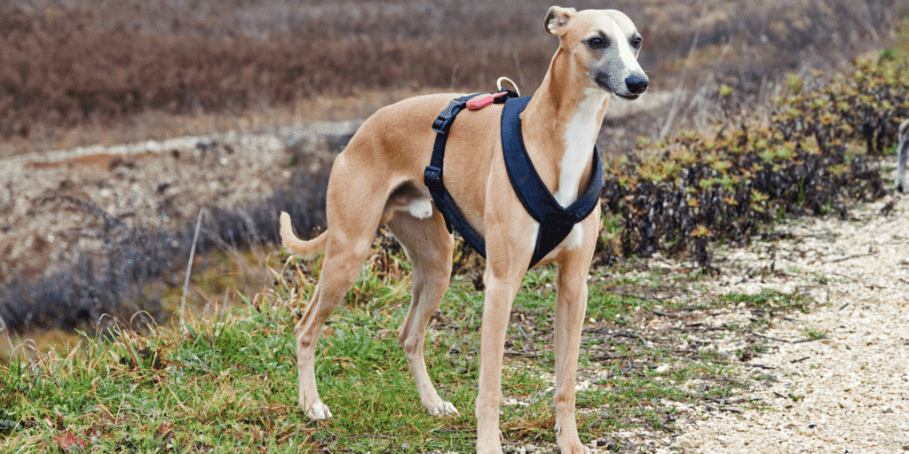 Ein Galgo Espanol