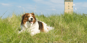 Ein Kooikerhondje