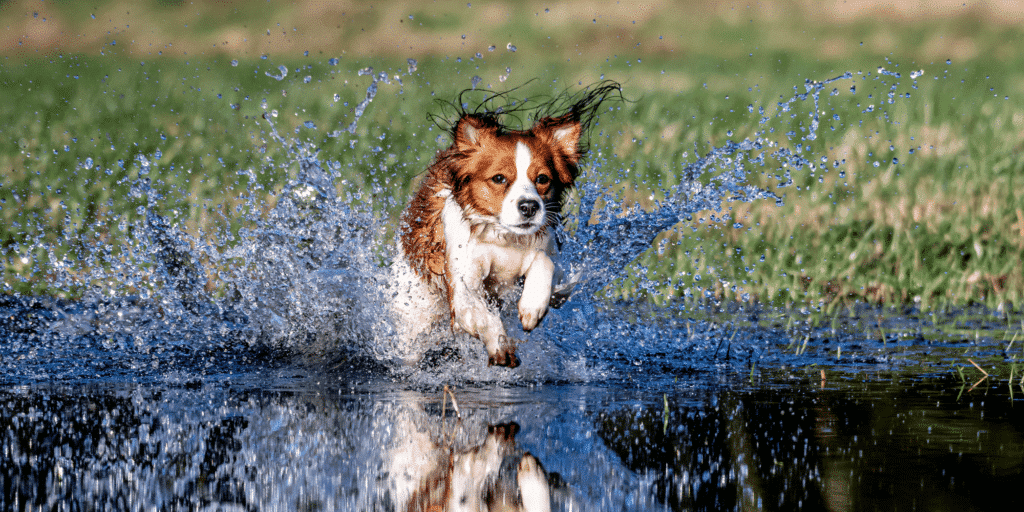 Ein Kooikerhondje