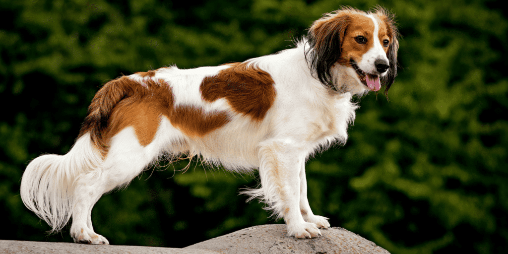 Ein Kooikerhondje