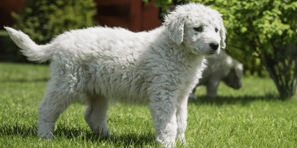 Ein Kuvasz Welpe