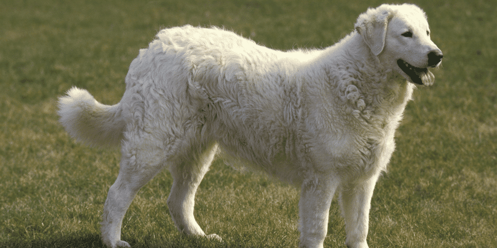 Ein Kuvasz