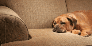 Ein brauner Hund auf dem Sofa