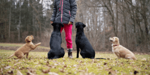 Vier Hunde auf einer Wiese