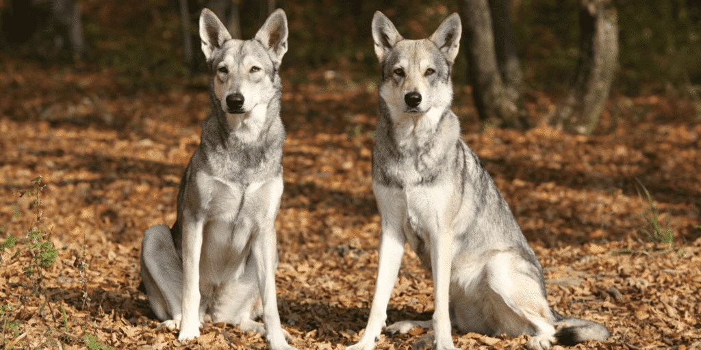 Zwei Saarlooswolfhunde