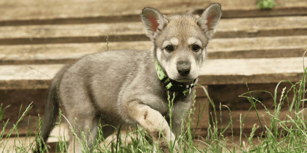 Ein Saarlooswolfhund Welpe