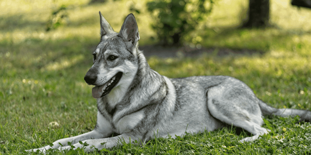 Ein Saarlooswolfhund