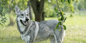 Ein Saarlooswolfhund