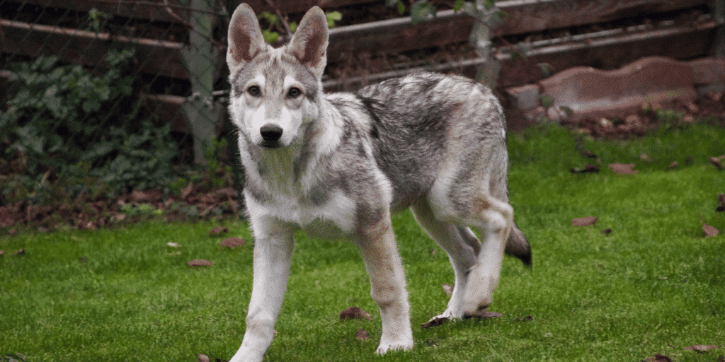 Ein junger Saarlooswolfhund