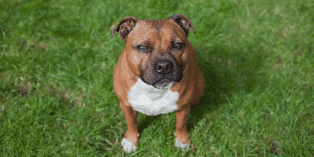 Ein Staffordshire Bullterrier