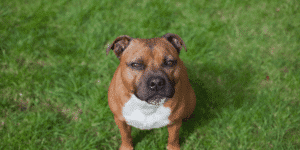 Ein Staffordshire Bullterrier